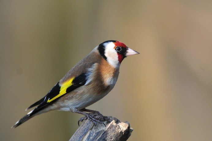 Щегол черноголовый Carduelis