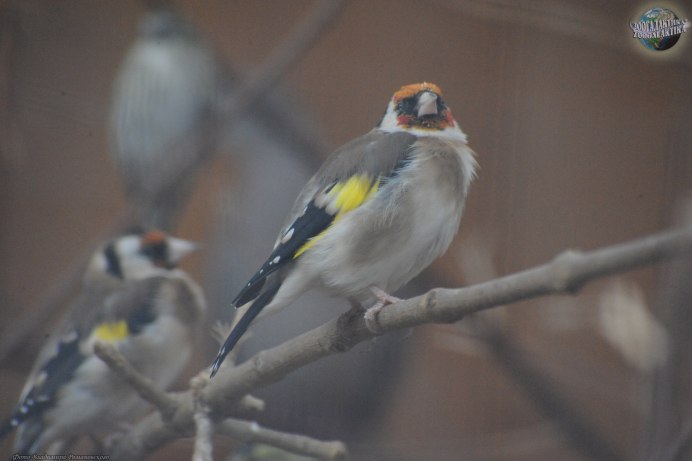 Щегол седоголовый Carduelis Carduelis