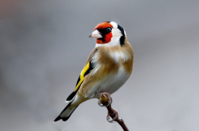 Щегол (Carduelis Carduelis)
