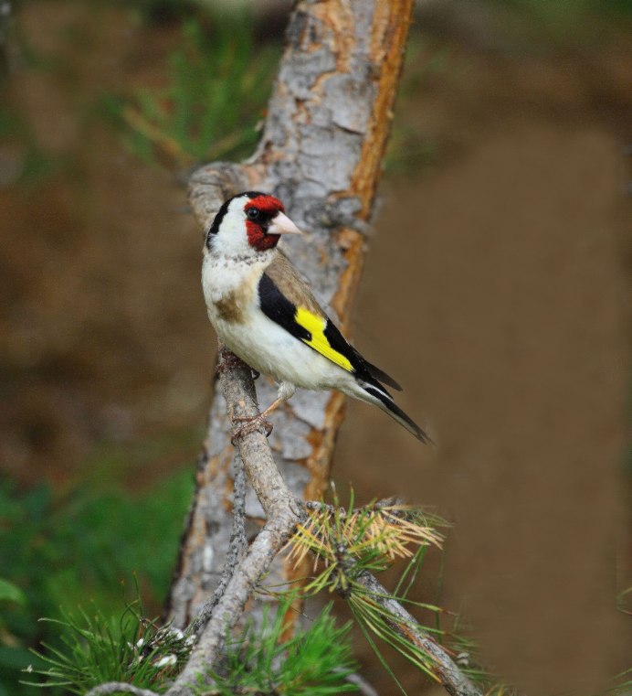 Carduelis caniceps седоголовый щегол