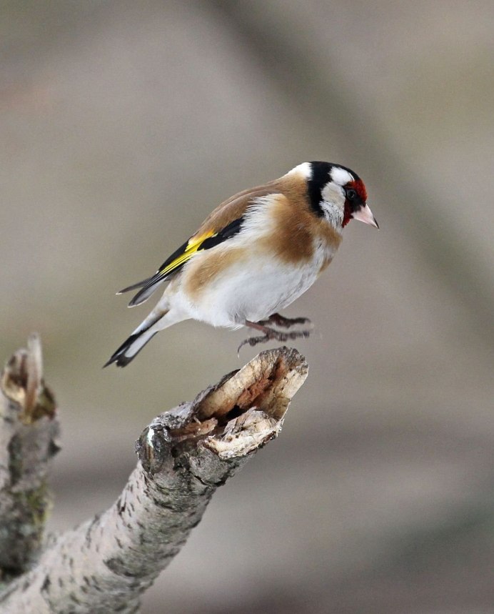 Goldfinch Bird male and female
