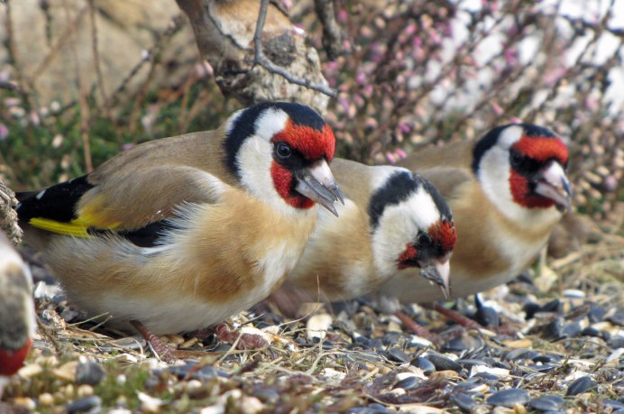 Carduelis Carduelis