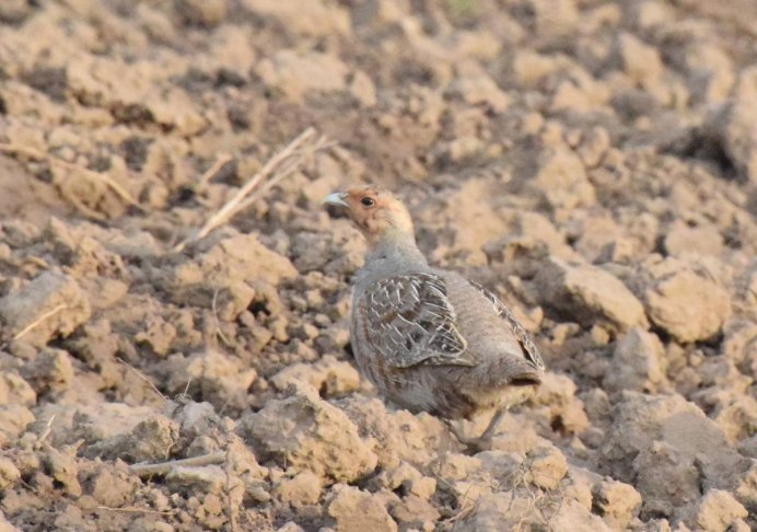 Куропатка экскременты