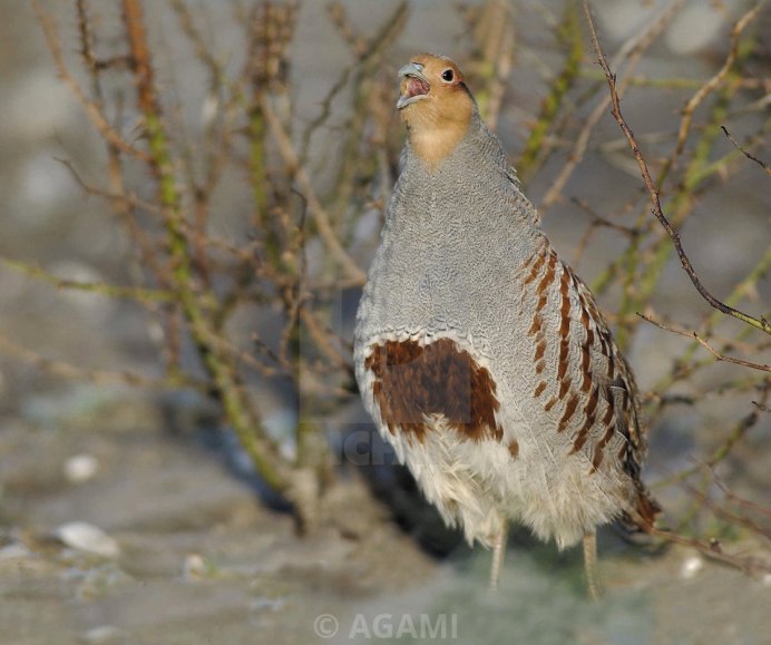 Масковая виргинская куропатка