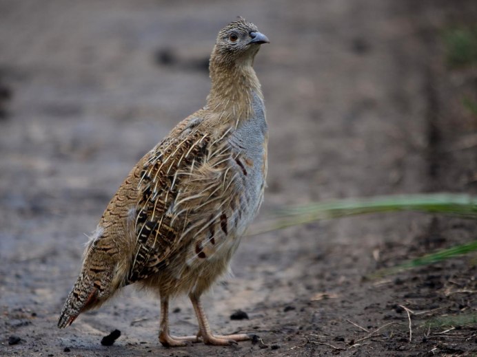 Куропатки в Красноярске