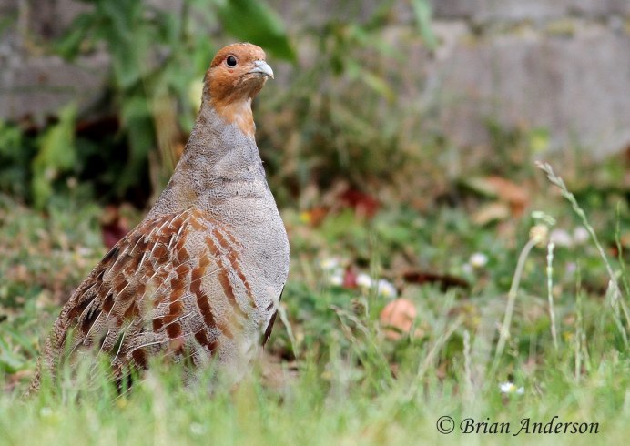 Серая куропатка самец