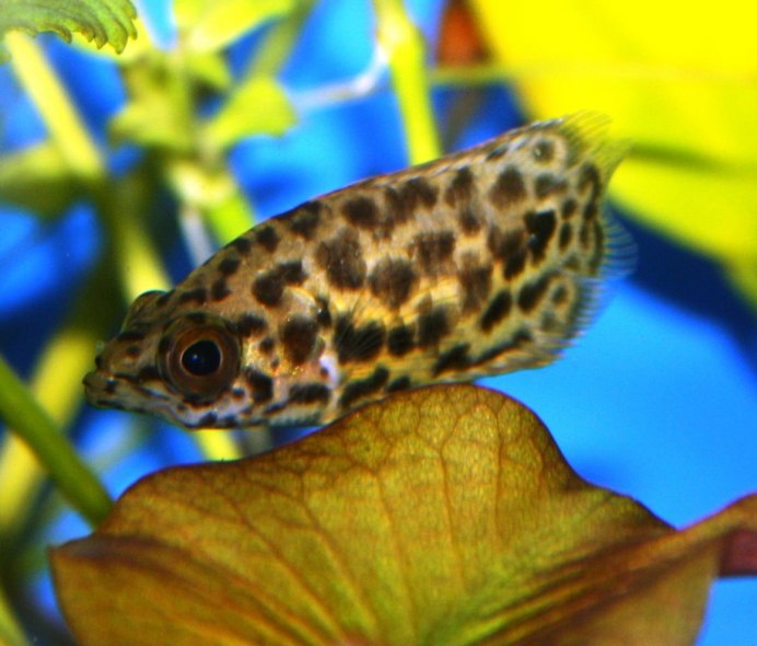 Синодонтис петрикола Synodontis petricola синодонтис петрикола