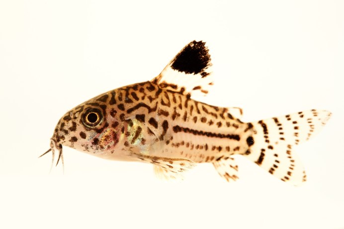 Сом псевдоакантикус леопард l114 (Pseudacanthicus SP. Leopardus)
