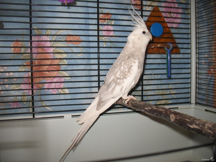 Амадины и кореллы
