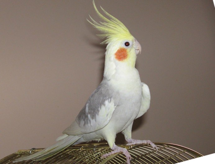 Корелла лютино самец