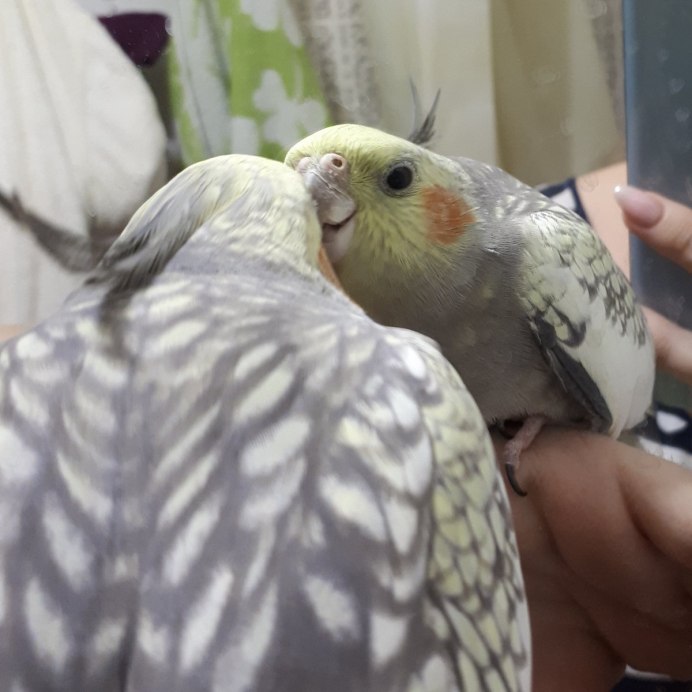 Корелла жемчужный лютино
