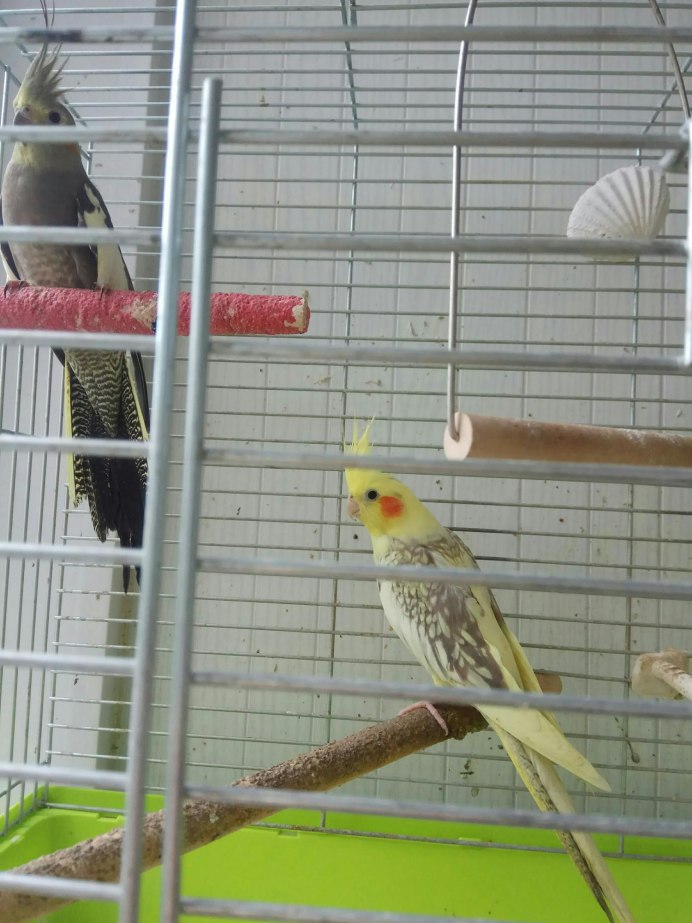 Корелла попугай 4 лапы