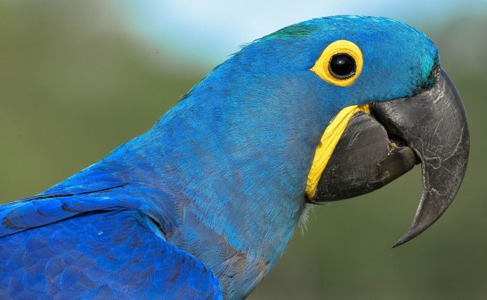 Попугай ара синий