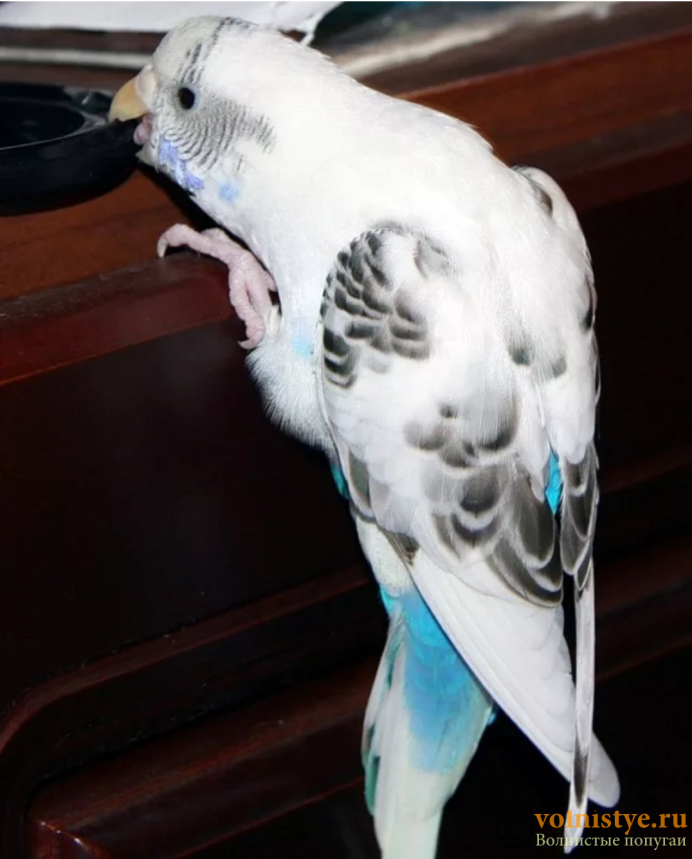 Белый с синим волнистый попугайчик