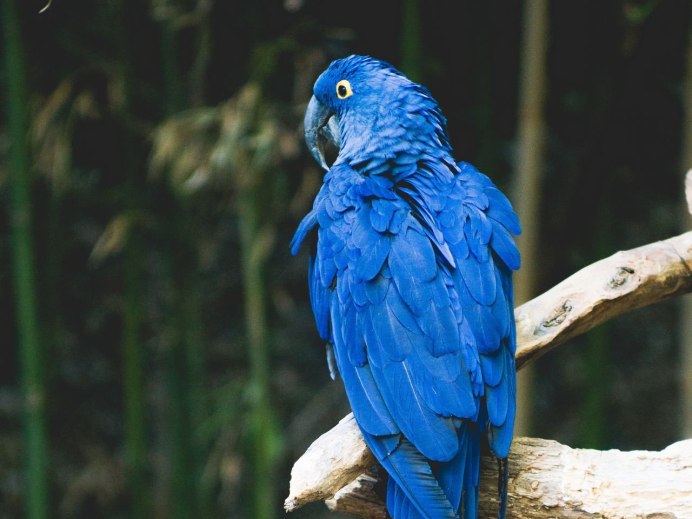 Попугай ара альбинос