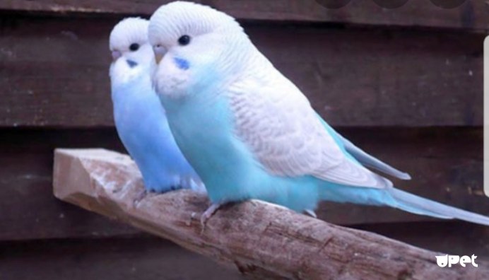 Волнистый попугай