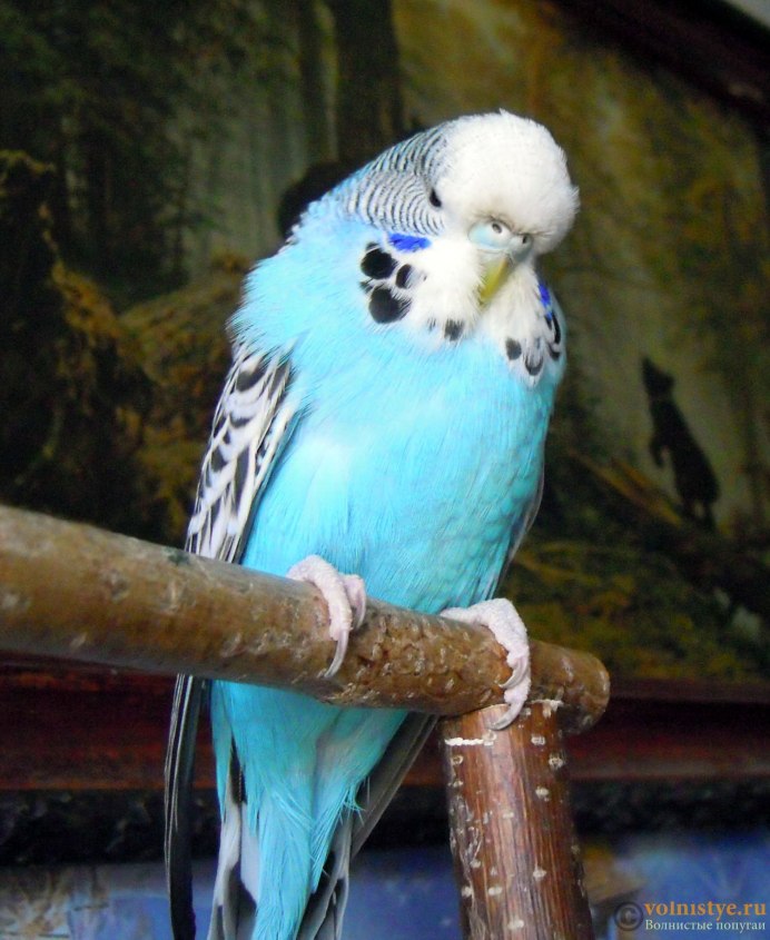 Волнистый попугай синий и бирюзовый