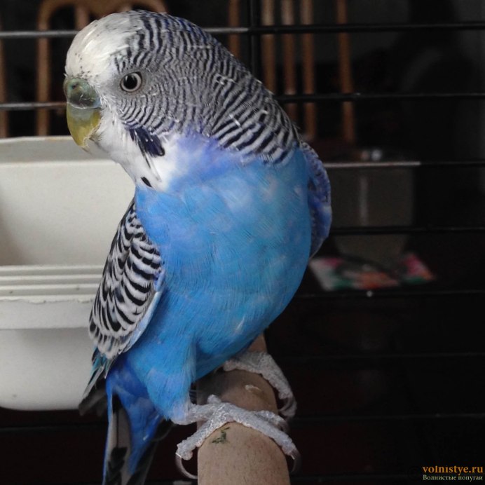 Волнистый попугайчик фиолетовый