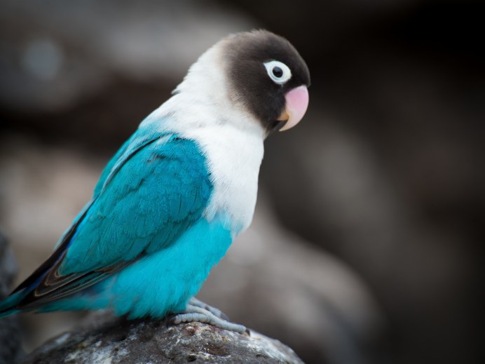 Эклектус попугай мутация