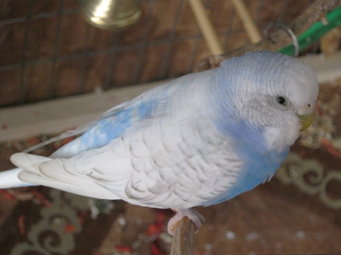 Лазурный ара