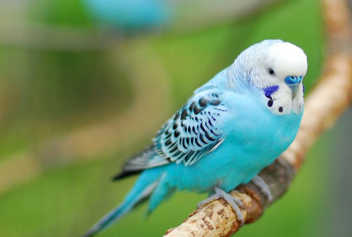 Злой голубой попугай