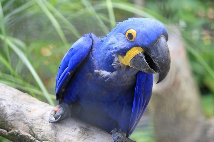 Волнистый попугайчик голубой