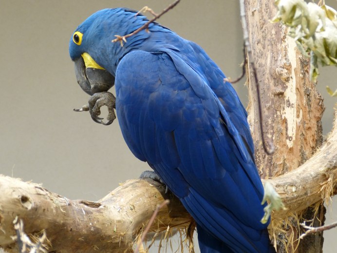 Волнистый попугайчик голубой мальчик