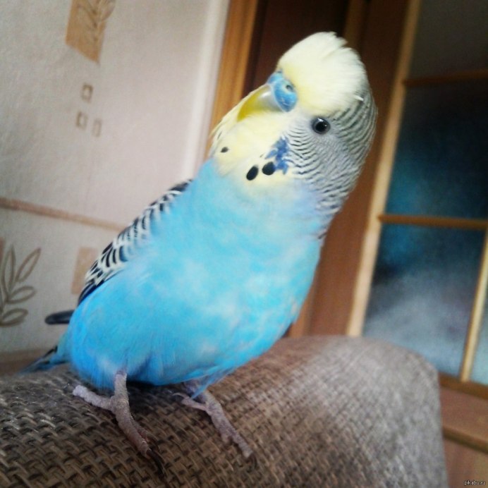 Голубой ара Спикса