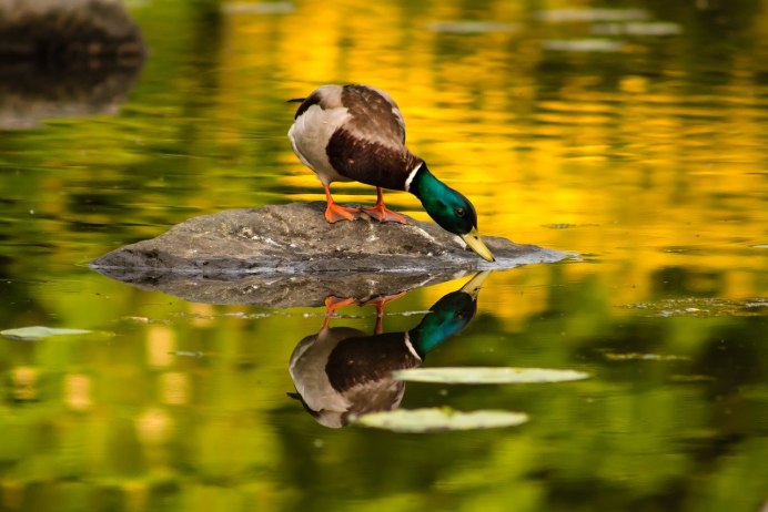 Зимородок National Geographic