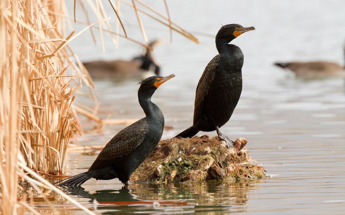 Common Moorhen