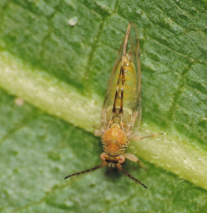 Psylla pyri