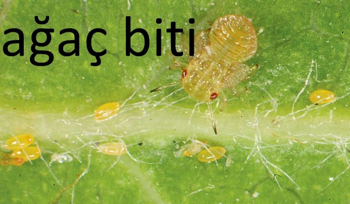 Cacopsylla pyri