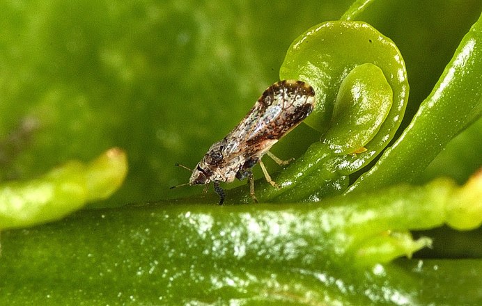 Homoptera Равнокрылые