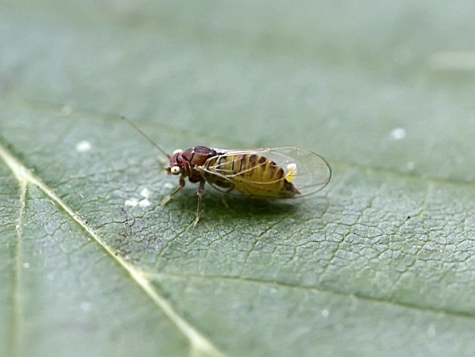 Psylla pyri