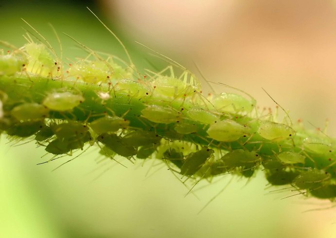 Тля Myzus persicae