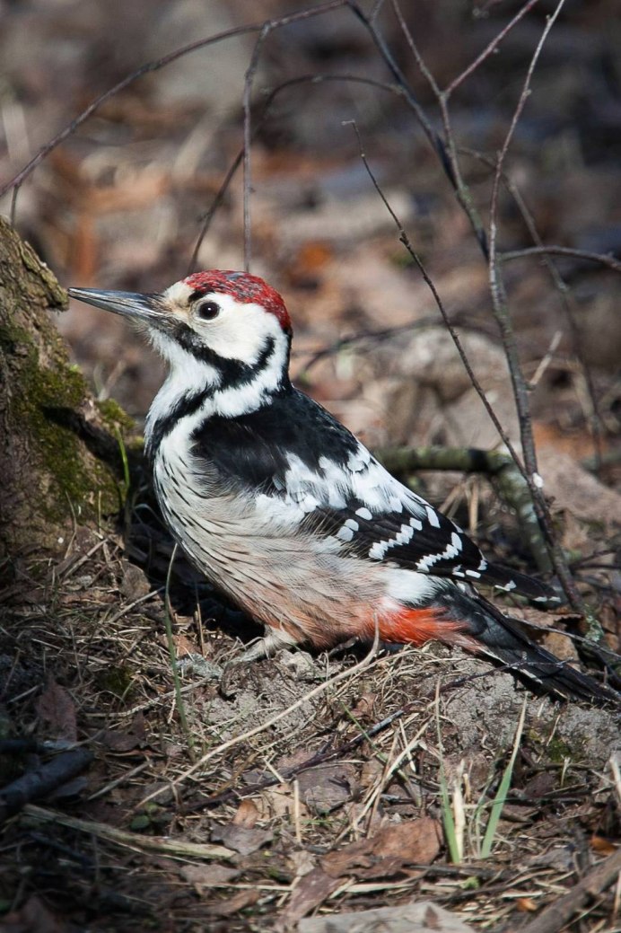 Red-bellied Woodpecker