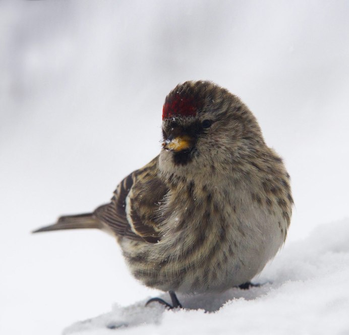 Carduelis flammea
