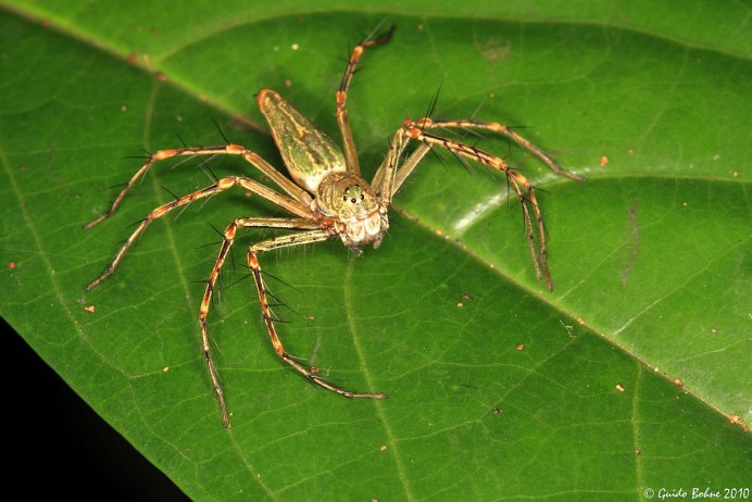 Травяной паук воронковый Agelenidae