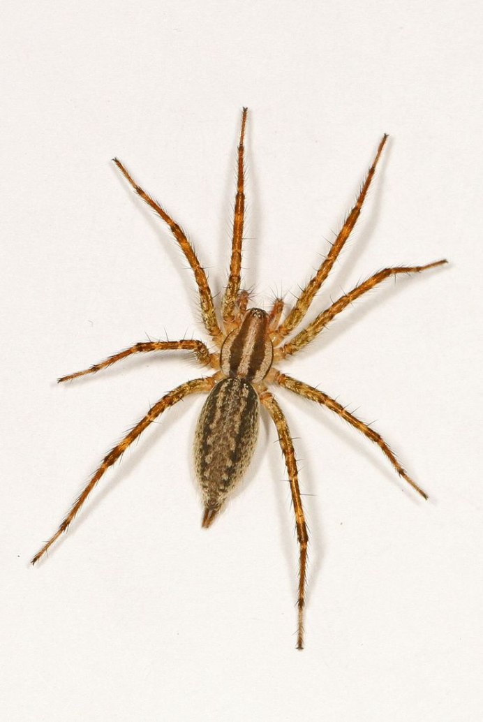 Травяной паук Agelenidae