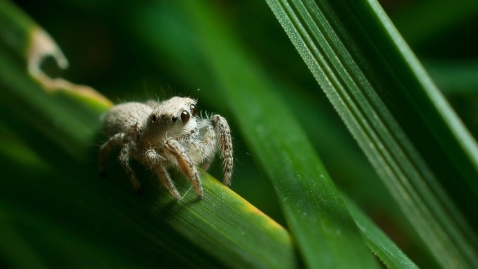 Agelenopsis паук
