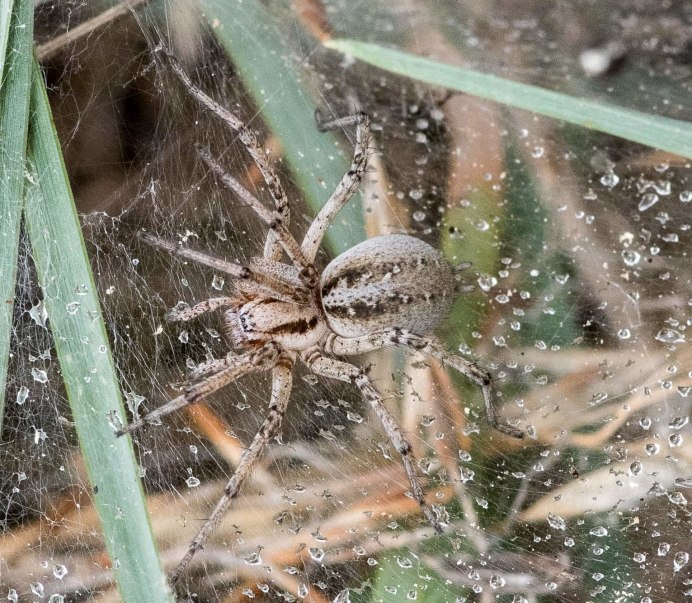 Лабиринтовый паук (Agelena labyrinthica)