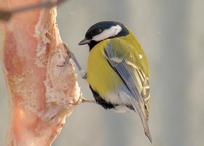 Маленькая желто-зеленая птичка