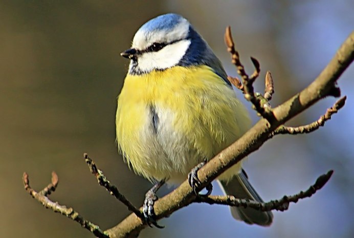 Птица с желтой грудкой