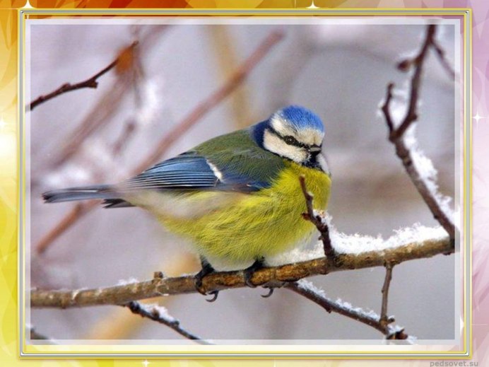 Трясогузка с желтой грудкой