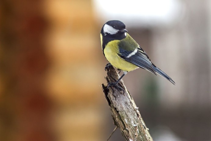 Птичка с жёлтой грудкой