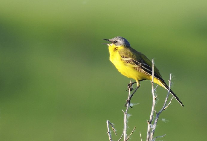 Синичка летом