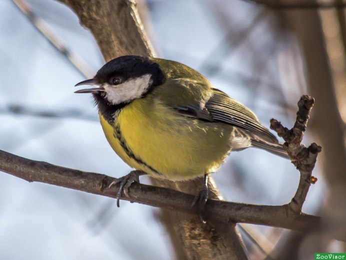 Птичка Зарянка