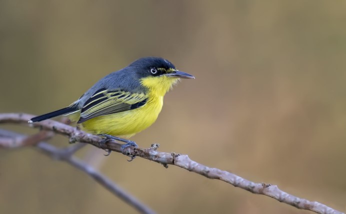 Клест, Снегирь и синица