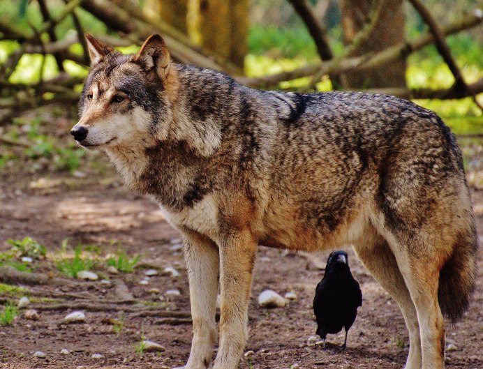 Canis Mosbachensis