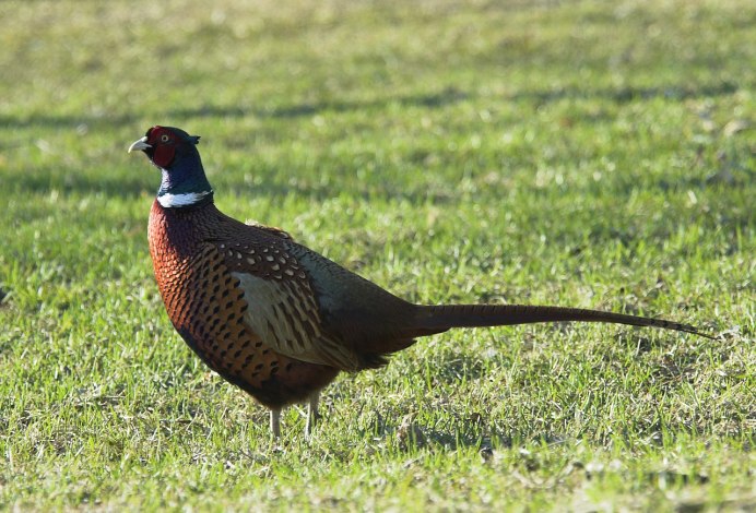 Красноспинный фазан